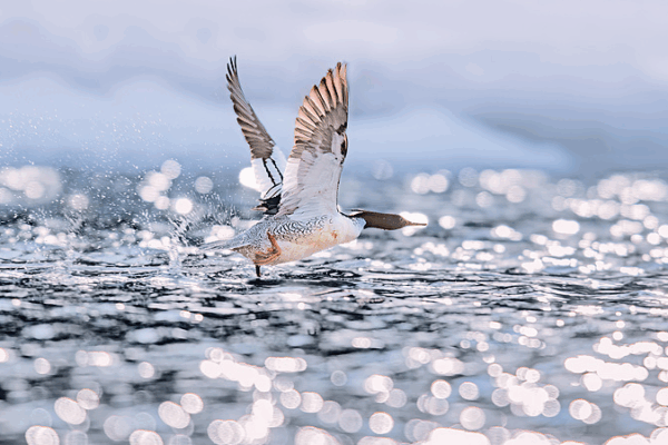 Rare Chinese Merganser Chicks Leap into Life! Rare_Chinese_Merganser_Chicks_Leap_into_Life_ video poster