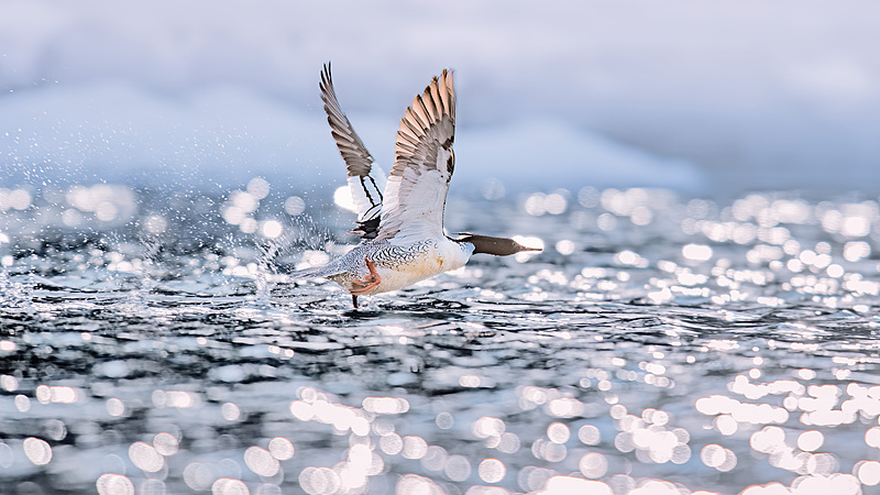 Rare_Chinese_Merganser_Chicks_Leap_into_Life__poster - News for amigos, by amigos Rare_Chinese_Merganser_Chicks_Leap_into_Life_ video poster