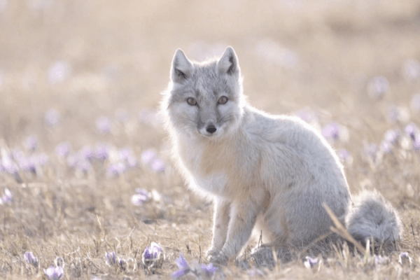 Rare Corsac Fox Pair Forages in Inner Mongolia Grasslands Rare_Corsac_Fox_Pair_Forages_in_Inner_Mongolia_Grasslands video poster