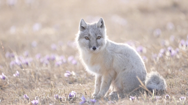 Rare_Corsac_Fox_Pair_Forages_in_Inner_Mongolia_Grasslands video poster