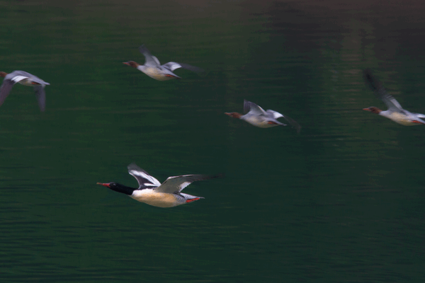 Rare Merganser Chicks Hatch at Changbai Mountain! Rare_Merganser_Chicks_Hatch_at_Changbai_Mountain_ video poster