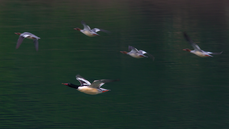 Rare_Merganser_Chicks_Hatch_at_Changbai_Mountain__poster - News for amigos, by amigos Rare_Merganser_Chicks_Hatch_at_Changbai_Mountain_ video poster