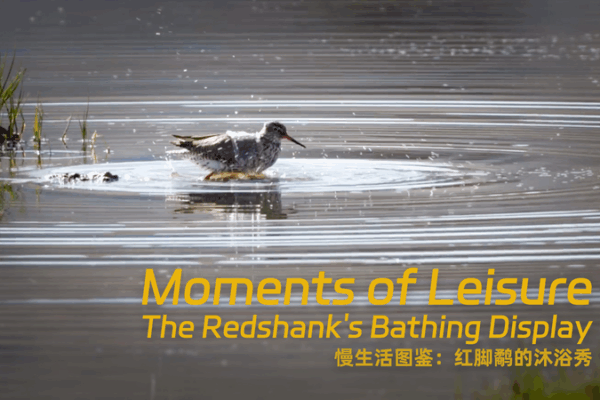 Redshank’s Splash Party: A Wild Bath-Time Display Redshank_s_Splash_Party__A_Wild_Bath_Time_Display video poster