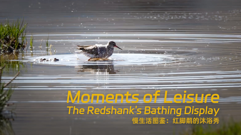 Redshank_s_Splash_Party__A_Wild_Bath_Time_Display_poster - News for amigos, by amigos Redshank_s_Splash_Party__A_Wild_Bath_Time_Display video poster