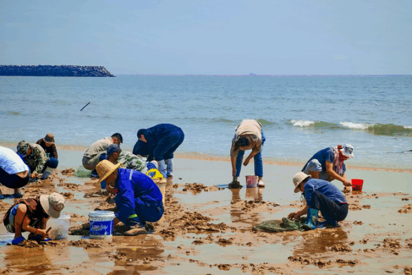 Rizhao Beach Buzz: Summer Clam-Digging Craze Charms Tourists Rizhao_Beach_Buzz__Summer_Clam_Digging_Craze_Charms_Tourists
