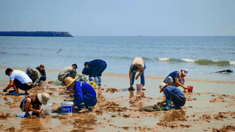 Rizhao_Beach_Buzz__Summer_Clam_Digging_Craze_Charms_Tourists