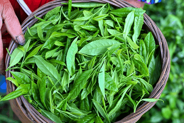 Scientists Uncover Secret to Preserving Late-Spring Tea Flavor Scientists_Uncover_Secret_to_Preserving_Late_Spring_Tea_Flavor