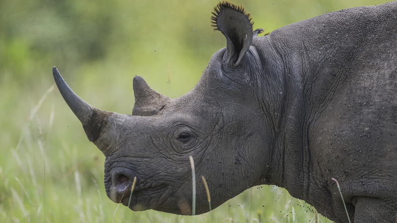 South_Africa_Rhino_Poaching_Crisis__100__Lost_in_2023