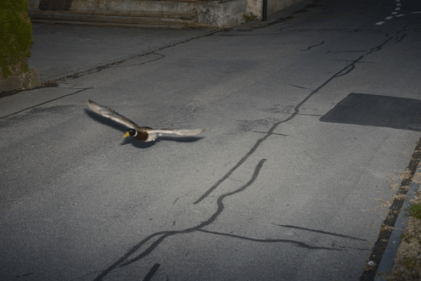 Speeding Duck Stuns Koniz: 52km/h in a 30km/h Zone! Speeding_Duck_Stuns_Koniz__52km_h_in_a_30km_h_Zone_