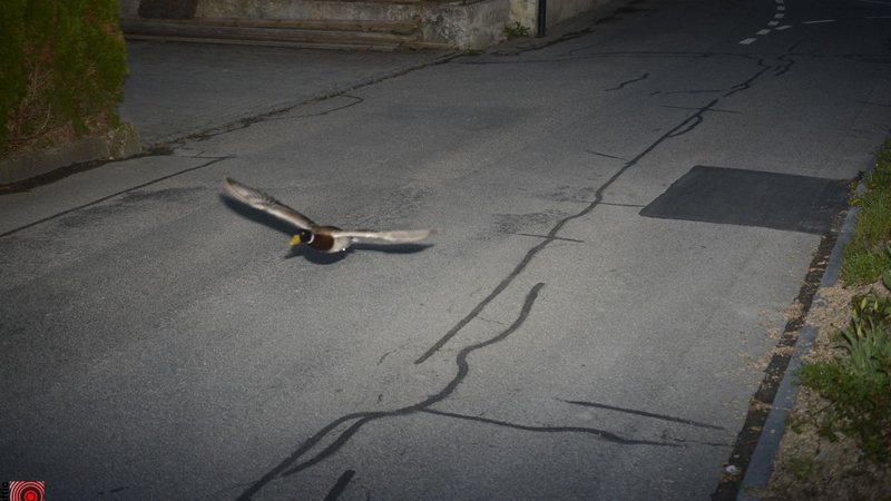 Speeding_Duck_Stuns_Koniz__52km_h_in_a_30km_h_Zone_ - News for amigos, by amigos Speeding_Duck_Stuns_Koniz__52km_h_in_a_30km_h_Zone_