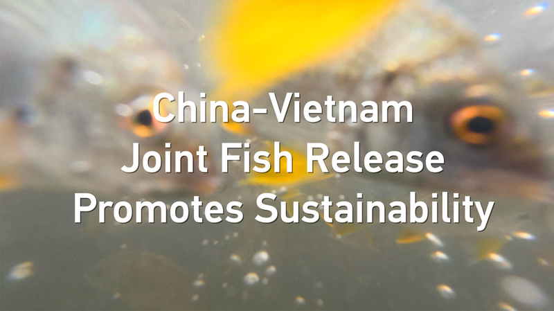 Sustainable Seas: Chinese Mainland & Vietnam Unite in Epic Fish Release Sustainable_Seas__Chinese_Mainland___Vietnam_Unite_in_Epic_Fish_Release video poster
