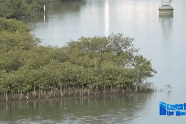 The Chinese Mainland and Indonesia Unite to Save Mangroves The_Chinese_Mainland_and_Indonesia_Unite_to_Save_Mangroves video poster