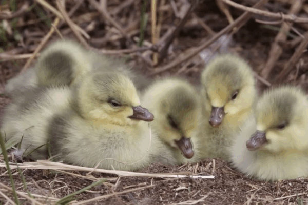 Yellow River’s ‘Duck Egg Island’ Blossoms into Bird Nursery Yellow River’s 'Duck Egg Island' Blossoms into Bird Nursery video poster