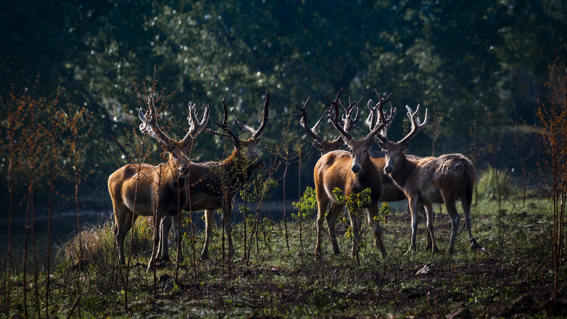 Wild Passion: Milu Deer Duel at Dongting Lake Reserve Wild_Passion__Milu_Deer_Duel_at_Dongting_Lake_Reserve video poster