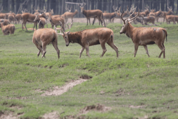 Wild Stag Battles Ignite Dongting Lake Wetlands Wild_Stag_Battles_Ignite_Dongting_Lake_Wetlands video poster