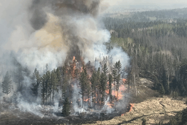 Wildfires Slash Forest Recovery: New Study Warns Wildfires_Slash_Forest_Recovery__New_Study_Warns