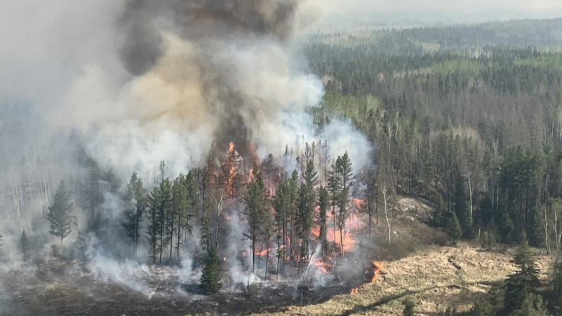 Wildfires_Slash_Forest_Recovery__New_Study_Warns - News for amigos, by amigos Wildfires_Slash_Forest_Recovery__New_Study_Warns