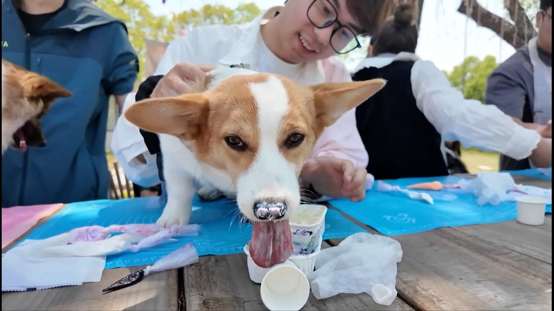 Wuxi_s_Pet_Friendly_Revolution__Bus_Rides___Outdoor_Fun video poster