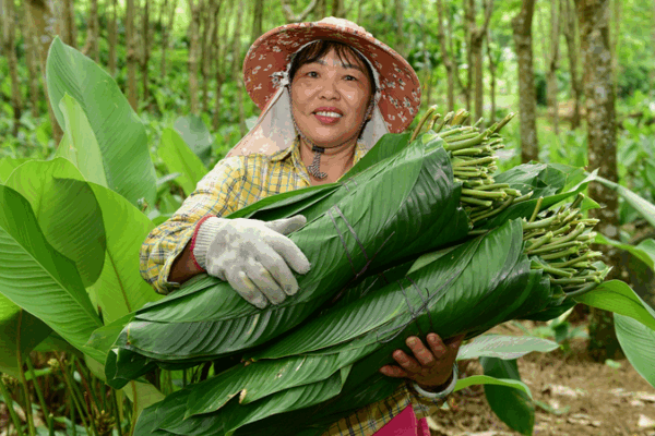 Zongzi Leaves Fuel Prosperity in Yashipu Village Zongzi_Leaves_Fuel_Prosperity_in_Yashipu_Village