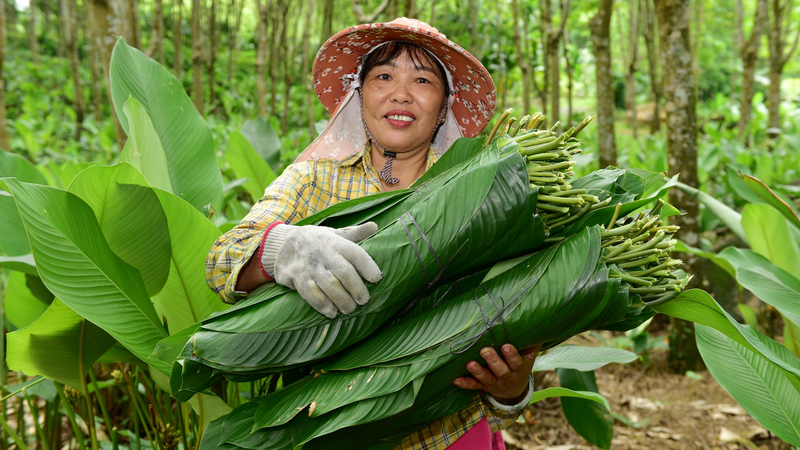 Zongzi_Leaves_Fuel_Prosperity_in_Yashipu_Village - News for amigos, by amigos Zongzi_Leaves_Fuel_Prosperity_in_Yashipu_Village