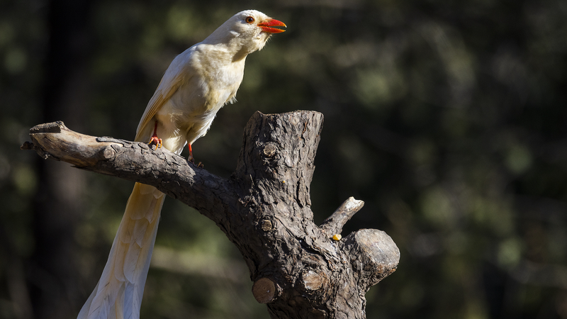 10 Years of Albino Awareness: Protecting Rare Wildlife 10_Years_of_Albino_Awareness__Protecting_Rare_Wildlife