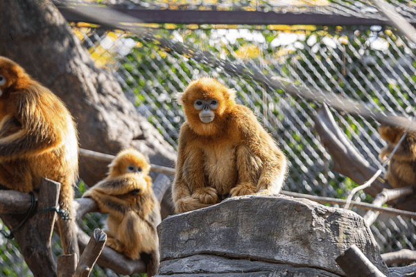 AI Advances Wildlife Protection: Saving Golden Snub-Nosed Monkeys AI_Advances_Wildlife_Protection__Saving_Golden_Snub_Nosed_Monkeys