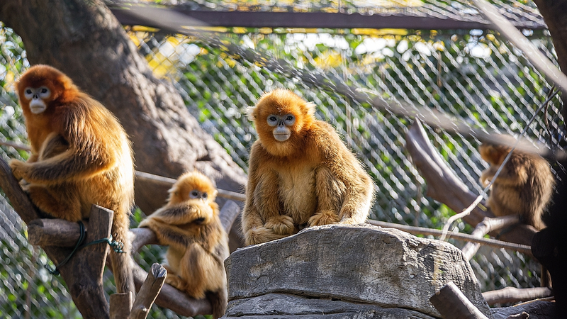 AI_Advances_Wildlife_Protection__Saving_Golden_Snub_Nosed_Monkeys - News for amigos, by amigos AI_Advances_Wildlife_Protection__Saving_Golden_Snub_Nosed_Monkeys