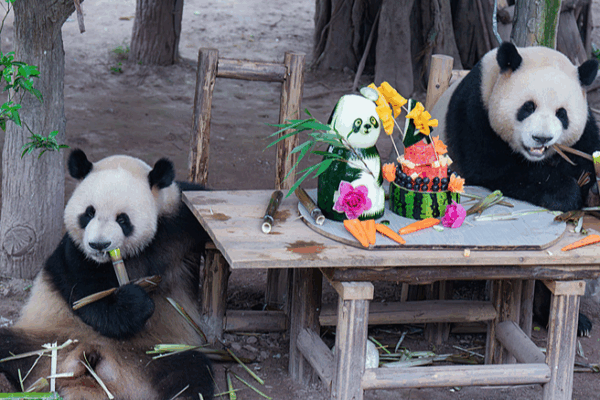 Adorable Panda Twins Celebrate 4th Birthday in Chongqing Adorable_Panda_Twins_Celebrate_4th_Birthday_in_Chongqing