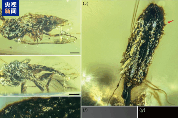 Ancient Fungus Discovery: 100-Million-Year-Old Secrets Unveiled Ancient_Fungus_Discovery__100_Million_Year_Old_Secrets_Unveiled