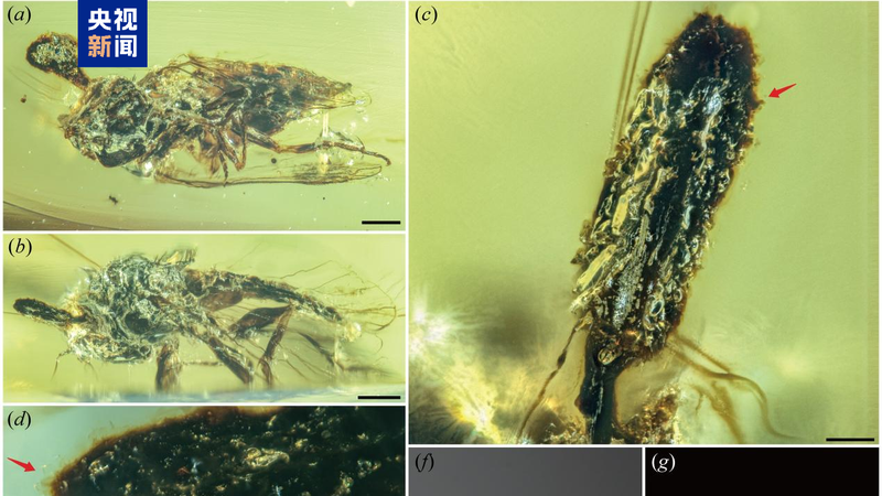 Ancient_Fungus_Discovery__100_Million_Year_Old_Secrets_Unveiled