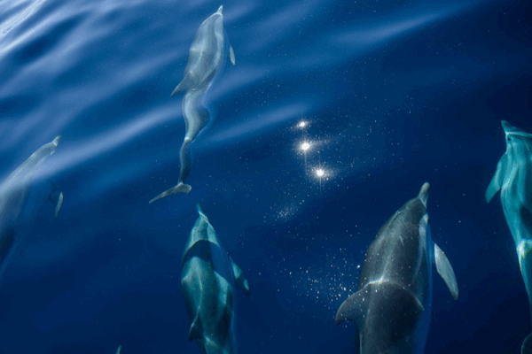 Blue Revolution: France Hosts UN Ocean Conference in Nice Blue_Revolution__France_Hosts_UN_Ocean_Conference_in_Nice