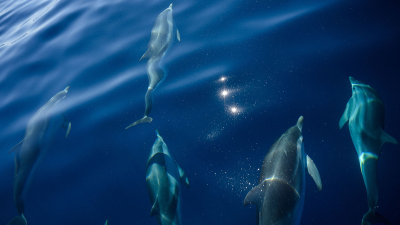 Blue_Revolution__France_Hosts_UN_Ocean_Conference_in_Nice