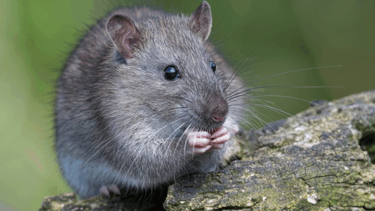 Breakthrough__Chinese_Scientists_Uncover_Gene_Switch_for_Organ_Healing