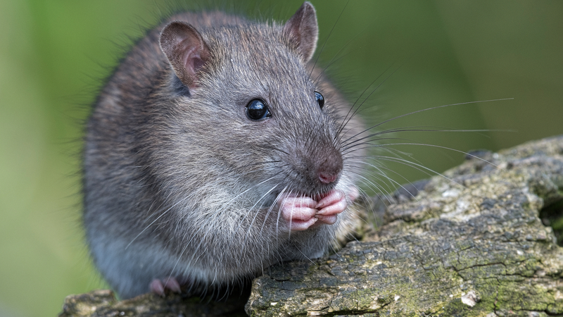 Breakthrough__Chinese_Scientists_Uncover_Gene_Switch_for_Organ_Healing