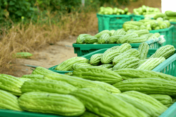 Bumper Harvest: Fengmu Bitter Gourds Thrive in Hainan Bumper_Harvest__Fengmu_Bitter_Gourds_Thrive_in_Hainan