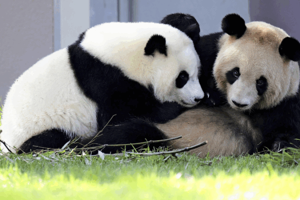 Chengdu Welcomes 4 Giant Pandas from Western Japan! Chengdu_Welcomes_4_Giant_Pandas_from_Western_Japan_