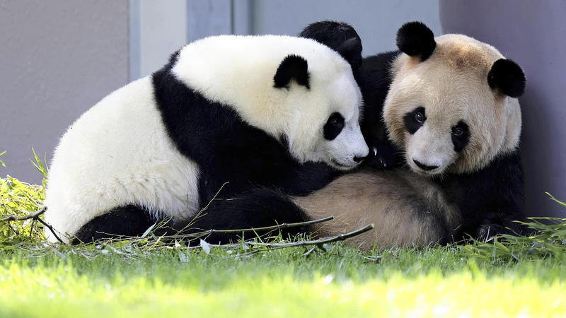 Chengdu_Welcomes_4_Giant_Pandas_from_Western_Japan_
