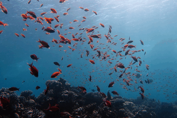 China Unveils CGOF1.0: Innovative Global Ocean Data at UN Conference China_Unveils_CGOF1_0__Innovative_Global_Ocean_Data_at_UN_Conference