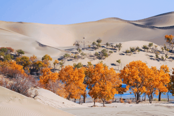 China & Central Asia Unite to Turn Deserts into Thriving Oases China___Central_Asia_Unite_to_Turn_Deserts_into_Thriving_Oases