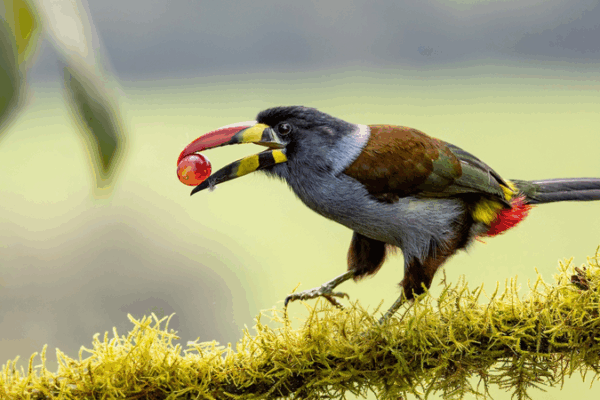 Chinese Scientists Crack Bird Sour Taste Mystery Chinese_Scientists_Crack_Bird_Sour_Taste_Mystery