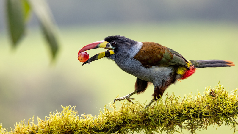 Chinese_Scientists_Crack_Bird_Sour_Taste_Mystery - News for amigos, by amigos Chinese_Scientists_Crack_Bird_Sour_Taste_Mystery