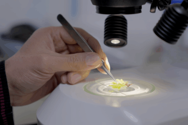 Colombian Researchers Safeguard Amazon Plant Life Colombian_Researchers_Safeguard_Amazon_Plant_Life video poster