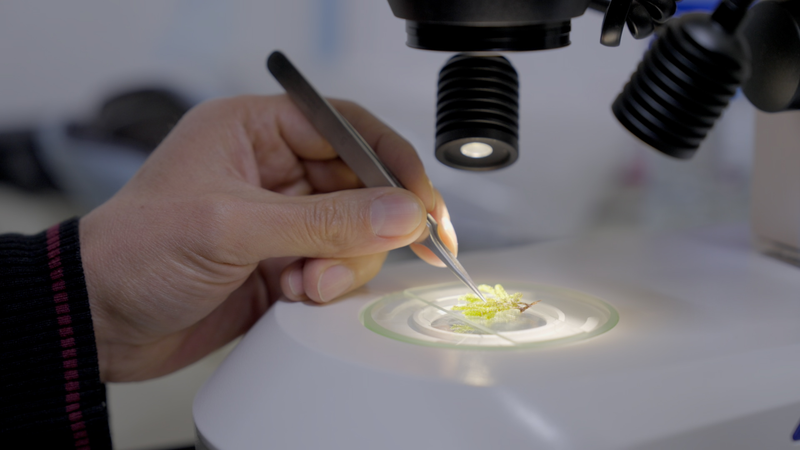 Colombian_Researchers_Safeguard_Amazon_Plant_Life video poster