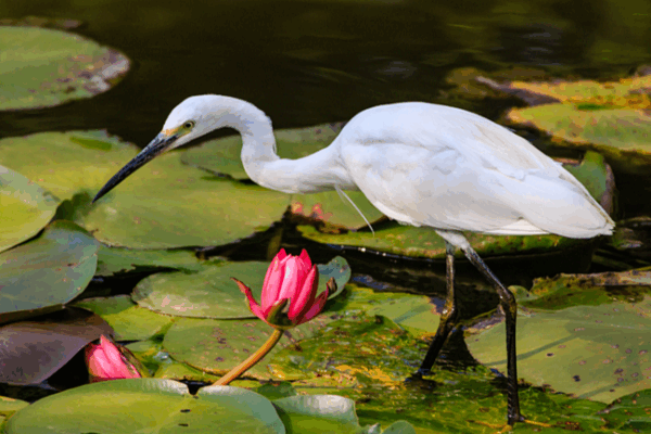 Daguan Park: Kunming’s Tranquil Nature Oasis Daguan_Park__Kunming_s_Tranquil_Nature_Oasis