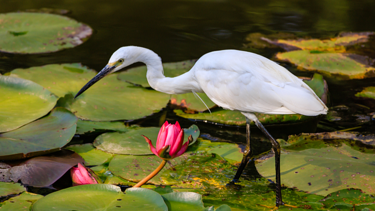 Daguan_Park__Kunming_s_Tranquil_Nature_Oasis
