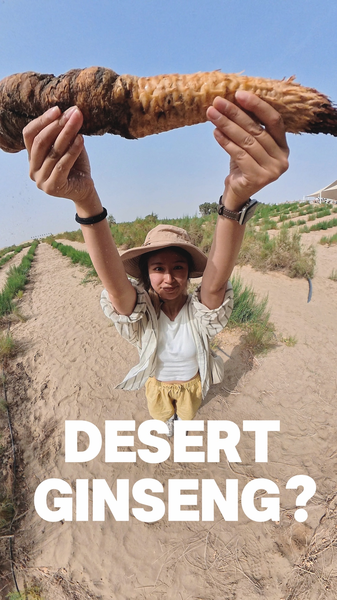 Desert Ginseng: Rooting Hope Against Desertification in Xinjiang Desert_Ginseng__Rooting_Hope_Against_Desertification_in_Xinjiang video poster