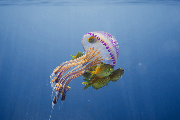 Dive Into the Magical Deep Blue on World Oceans Day Dive_Into_the_Magical_Deep_Blue_on_World_Oceans_Day