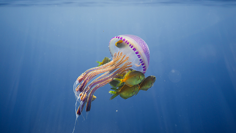 Dive_Into_the_Magical_Deep_Blue_on_World_Oceans_Day