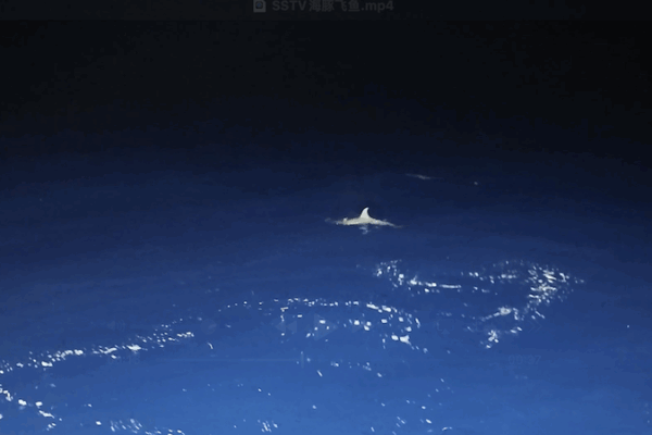 Dramatic Dolphin Hunt at Beijiao Reef Caught on Camera Dramatic_Dolphin_Hunt_at_Beijiao_Reef_Caught_on_Camera video poster