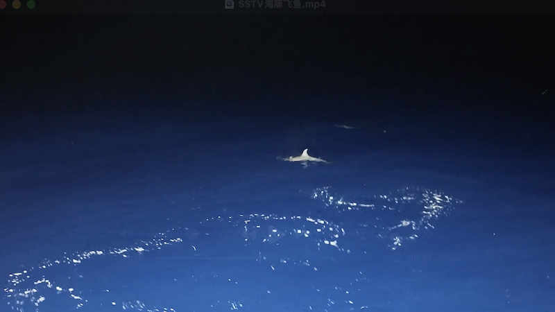 Dramatic_Dolphin_Hunt_at_Beijiao_Reef_Caught_on_Camera video poster